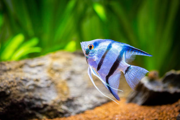 portrait of a zebra Angelfish in tank fish with blurred background (Pterophyllum scalare) portrait of a zebra Angelfish in tank fish with blurred background (Pterophyllum scalare) zebra cichlid stock pictures, royalty-free photos & images