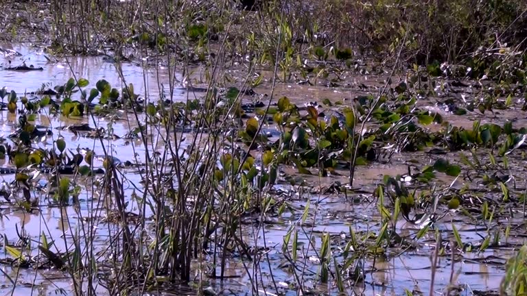 Alligators crouch along one another and are interwoven with bodies. The broad-snouted caiman (Caiman latirostris) in Natural Habitat, Pantanal, Brazil.