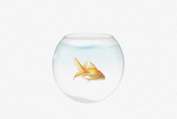 transparent round aquarium with goldfish isolated on white background