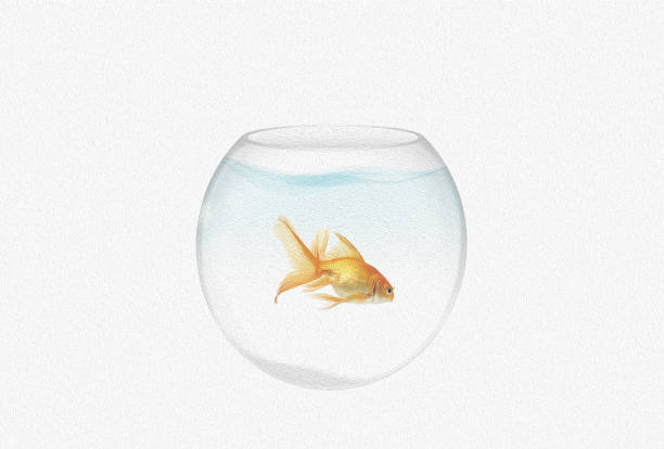 przezroczyste okrągłe akwarium ze złotą rybką wyizolowane na białym tle - water bubbles audio zdjęcia i obrazy z banku zdjęć
