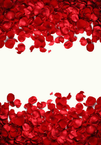 istock red rose petals on white background 1203032861