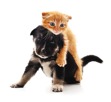 Small cat and puppy isolated on a white background.
