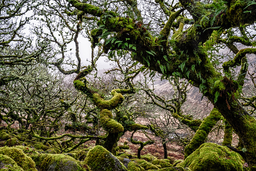 Wistmans Woods, Dartmoor National Park\nJanuary, 2020