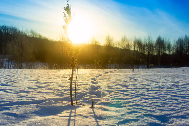 istock Frosty grass at winter and spring sunset in Russia. Beautiful background. 1203034247