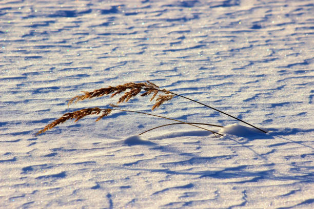 istock Frosty grass at winter and spring sunset in Russia. Beautiful background. 1203034317