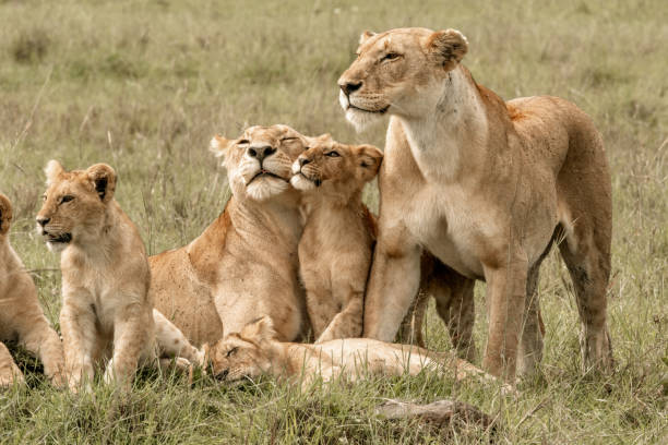 istock Lion Pride Cubs with Mama Lion 1203037585