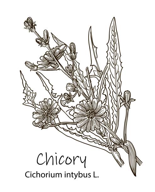 Chicory flower vector superfood drawing. Isolated hand drawn illustration on white background. Organic healthy food. Great for banner, poster, label Chicory flower vector superfood drawing. Isolated hand drawn illustration on white background. Organic healthy food. Great for banner, poster, label white background chicory isolated white stock illustrations