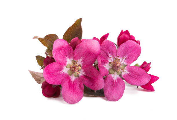istock pink apple tree flowers isolated \ 1203039375