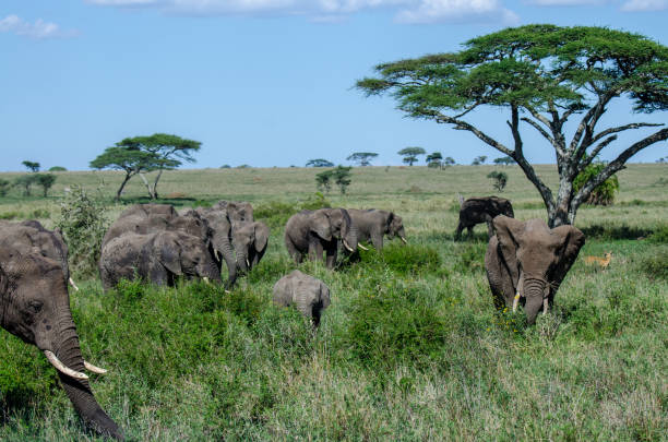 istock Elephant herd walking in Serengeti National Park 1203040061