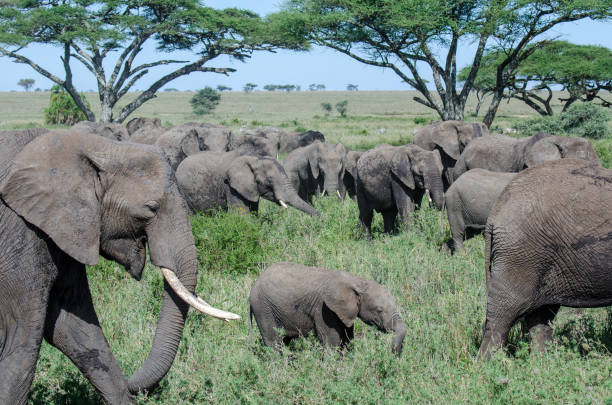istock Elephant herd migrating among the Acacia trees in the Serengeti 1203040615