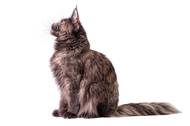 istock Big maine coon cat sitting in studio on white background. 1203040766