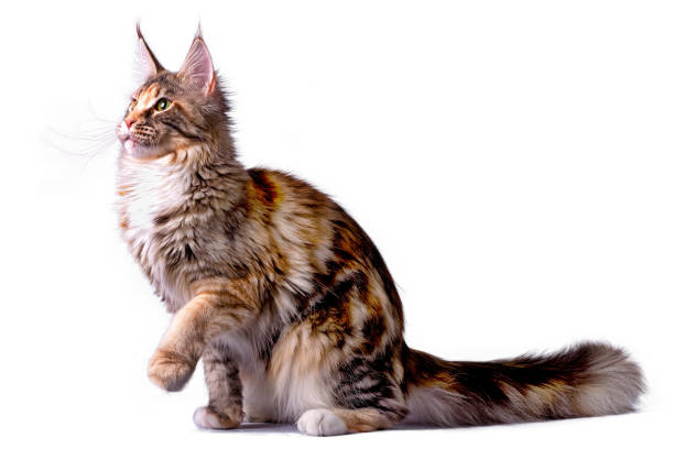 istock Big maine coon cat sitting in studio on white background. 1203040785