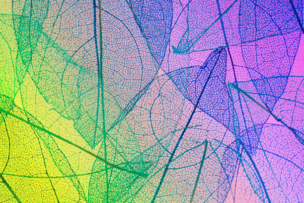 istock colorful transparent leaf skeletons 1203043168