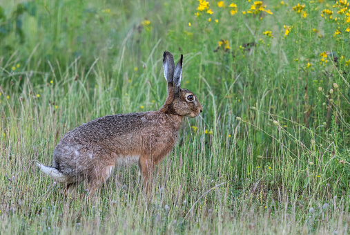 European hare standing in a meadow.