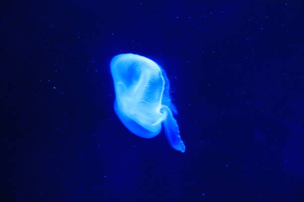 aquarium: jellyfish: jellyfish flickering while emitting light - floating rib imagens e fotografias de stock