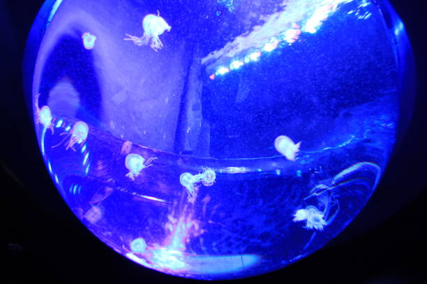 aquarium: jellyfish: jellyfish flickering while emitting light - floating rib imagens e fotografias de stock