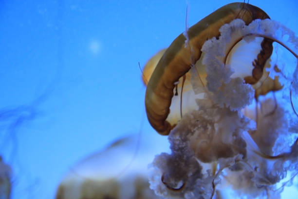 aquarium: jellyfish: the moment of spreading the bulk - floating rib imagens e fotografias de stock