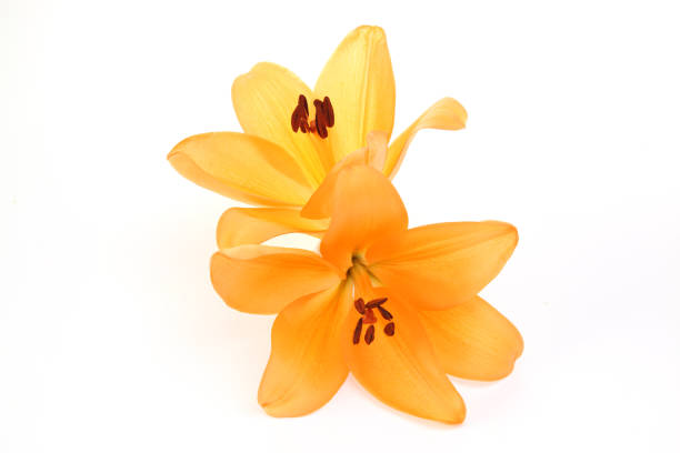istock flower head of lily in a white background 1203045372
