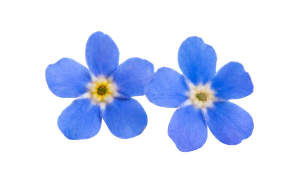 istock forget-me-not flowers isolated 1203045562