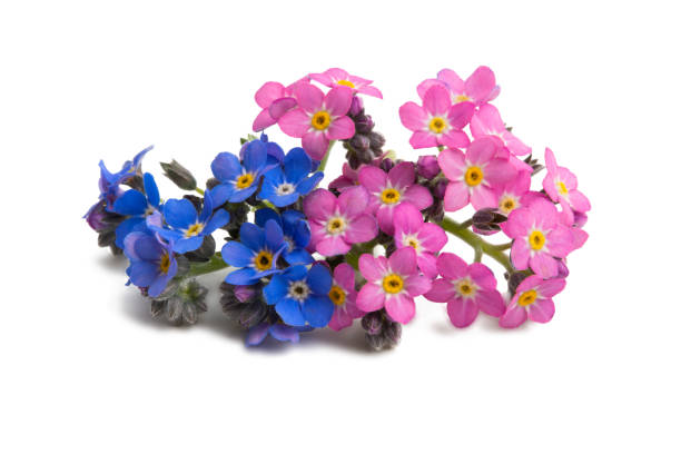 istock forget-me-not flowers isolated 1203045650