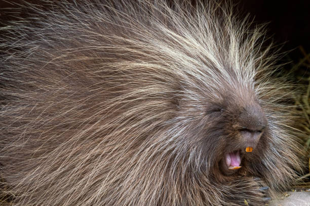 Spiky Indian Crested Porcupine ((Hystrix indica) standing on Sandy Ground.