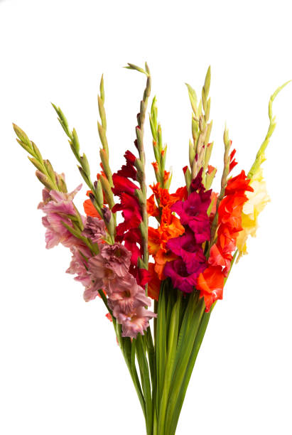 istock gladiolus flowers isolated 1203046811