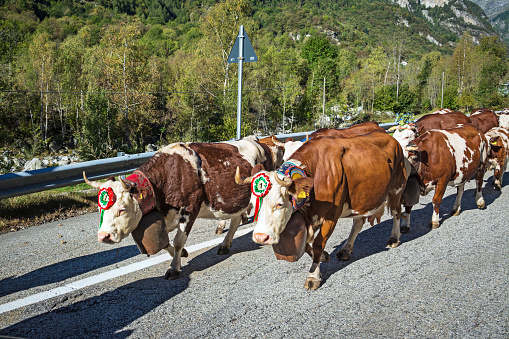 Annual cows transhumance in Gran Paradiso National Park, Piedmont, Italy.