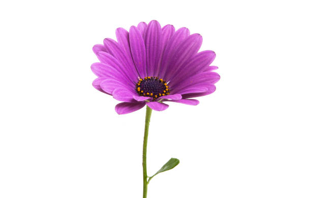 istock Osteosperumum Flower Daisy Isolated 1203048451