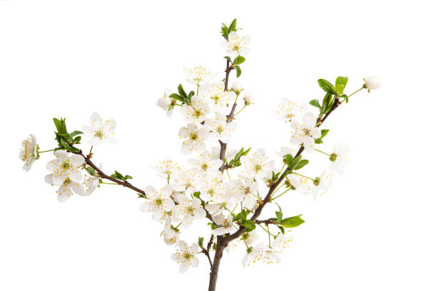 istock spring branch with cherry flowers isolated 1203049084