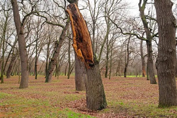 Photo of Close up on a dead broken tree in a natural park. Storm damage. Fallen tree in the park after a storm.