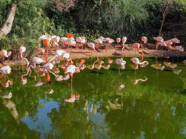 istock pink flamingos in sun 1203056784