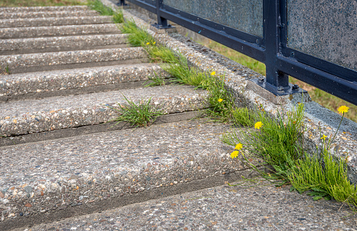 Yellow flowering dandelions and green grasses on a concrete staircase in the Netherlands.