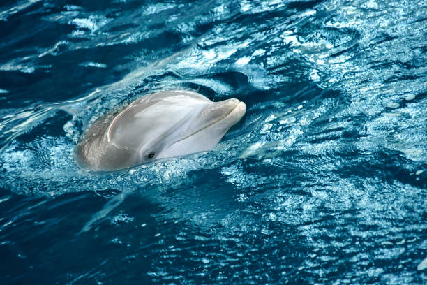 close-up of dolphin in the water - dolphin aquarium bottle nosed dolphin smiling imagens e fotografias de stock