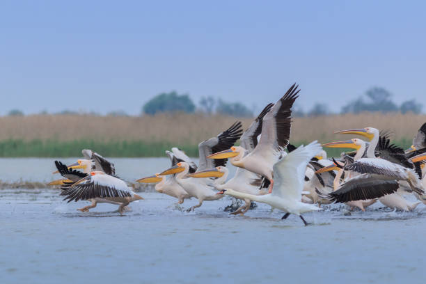 white pelicans in Danube Delta, Romania stock photo