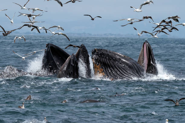 Group of Humpback Whales Lunge Feeding Humpback Whales Lunge Feeding - Monterey Bay, California baleen whale stock pictures, royalty-free photos & images