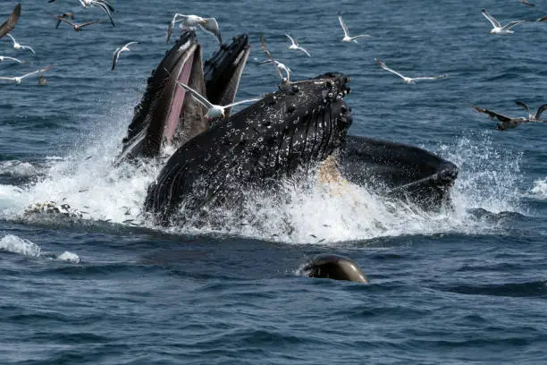 Photo of Group of Humpback Whales Lunge Feeding