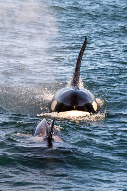 istock Killer Whales in California 1203063698