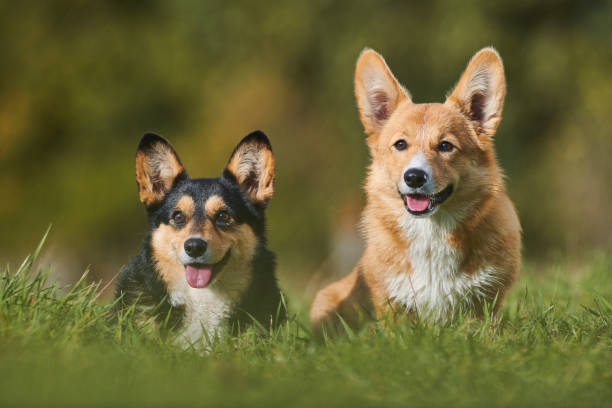 istock Pembroke Welsh Corgi 1203063869