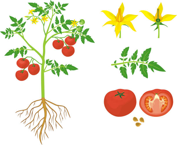części rośliny. morfologia pomidorów z zielonymi liśćmi, czerwonymi owocami, żółtymi kwiatami i systemem korzeniowym wyizolowanym na białym tle - flower anatomy stock illustrations