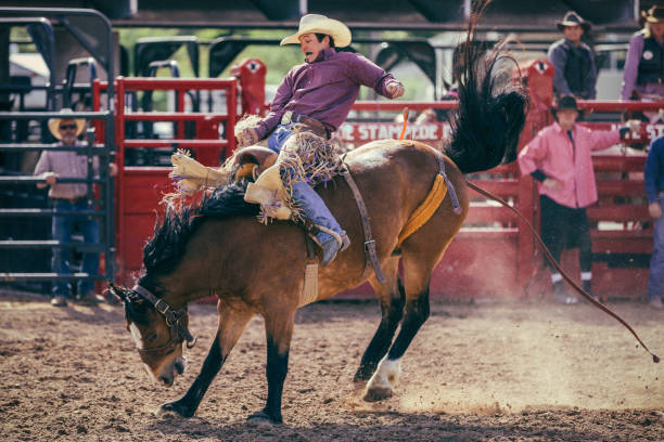 istock At a rodeo saddle bronc riding event, a young man struggling to stay on a bucking bronco while other cowboys watch him in the background. 1203065478