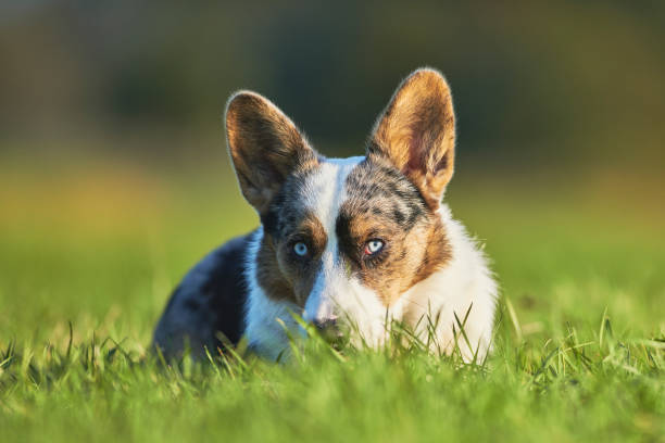 istock Cardigan Welsh Corgi 1203065481
