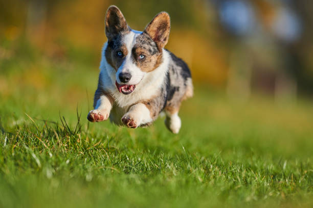 istock Cardigan Welsh Corgi 1203065508