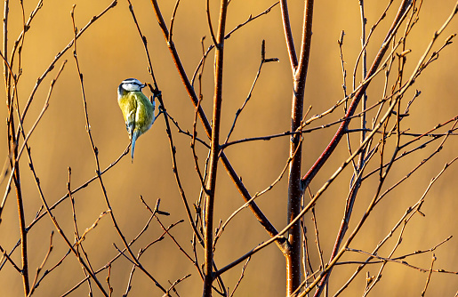Blue Tit bird stting on a branch,