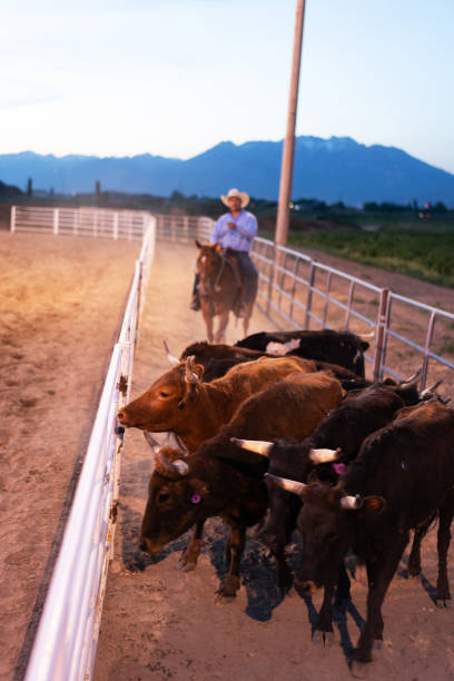 istock Cowboy pushing cattle to the roping box 1203066760