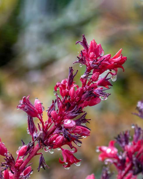 nahaufnahme, roter yucca-stamm. rosa und rote blüten, regentropfen. grüne pflanzen im hintergrund. - sonora state stock-fotos und bilder