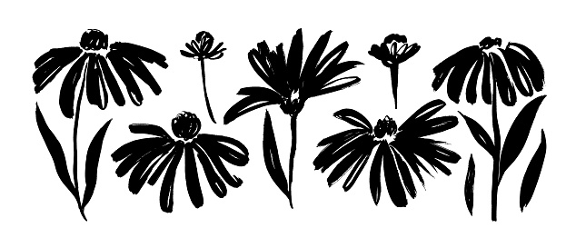 Chamomile hand drawn paint vector set. Ink drawing flowers and plants, monochrome artistic botanical illustration. Isolated floral elements, hand drawn illustration. Brush strokes silhouette.