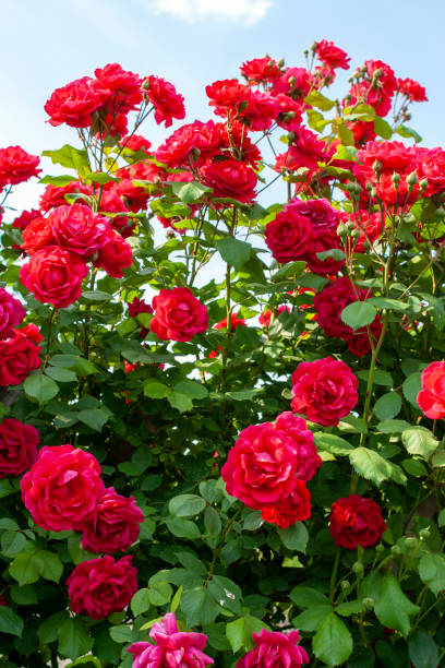 istock Close up shot of a red rose bush 1203069076