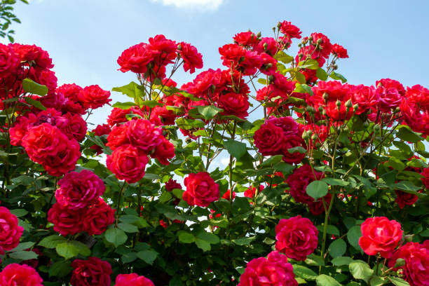 istock Close up shot of a red rose bush 1203069132
