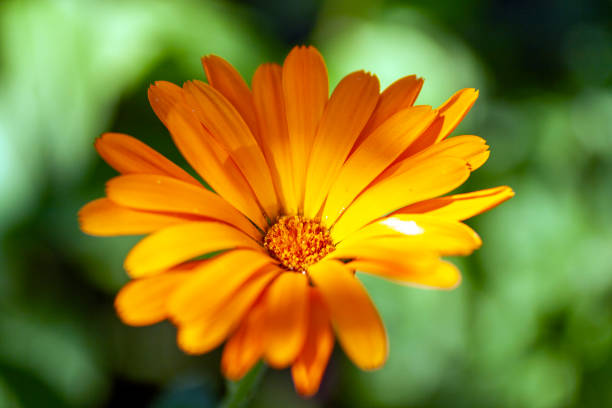 istock Close up shot of a daisy flower 1203069732