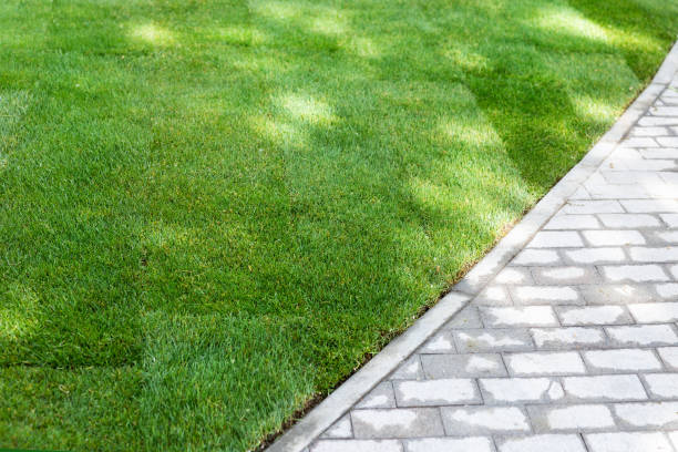 Straigh line of new freshly installed green rolled lawn grass carpet along stone pavement sidewalk at city park or backyard on bright sunny day. Green Gardening landcaping service stock photo